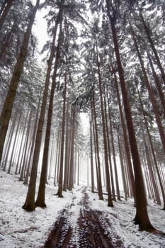 forest road