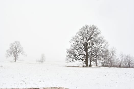 snowy winter landscape with tree