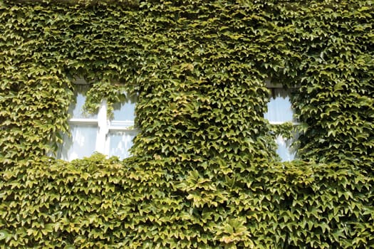 green ivy