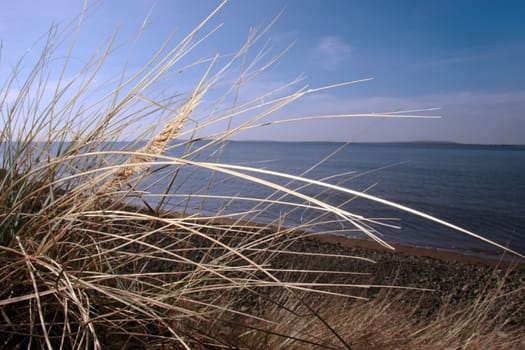 hay fever coast