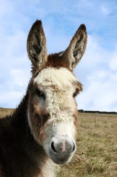 head donkey