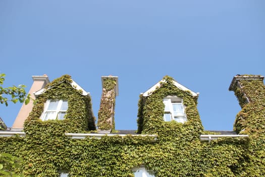 green ivy