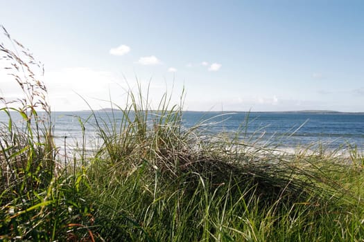 hay fever coast