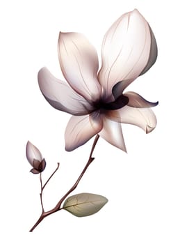 magnolia flower