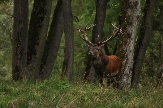 deer