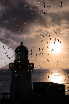 lighthouse flock