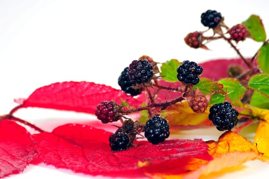Blackberries Autumn