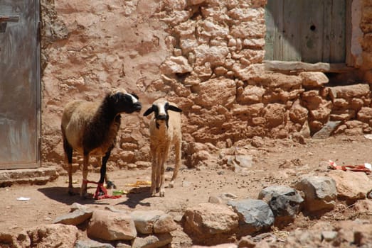 Goats