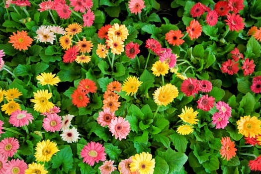 Flower bed