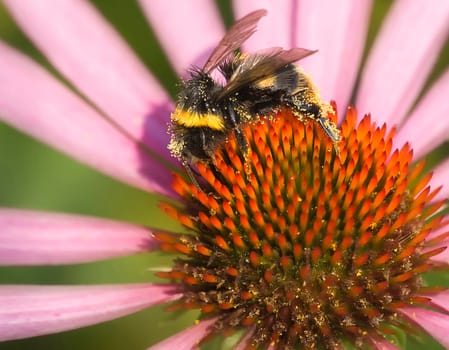 Bumblebee Bumblebee