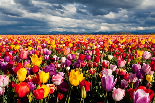 field of tulips