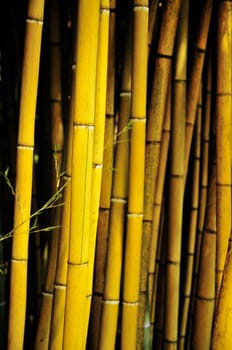 Bamboo
