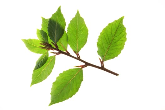 Laurel branch isolated
