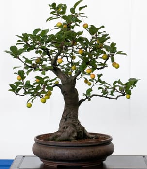 Ornamental apple as bonsai