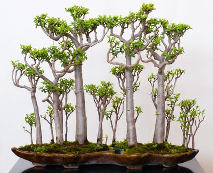 Crassula as bonsai