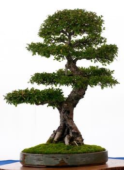 Chinese elm as bonsai