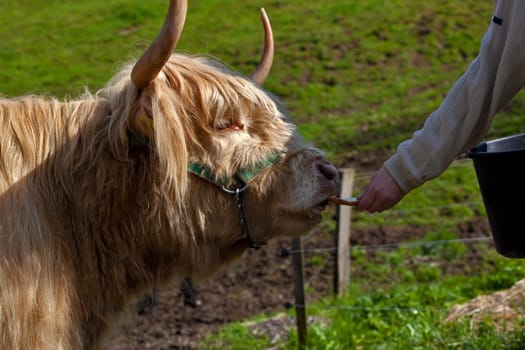 Highland Cattle Feeding