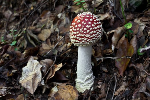 small toadstool ...
