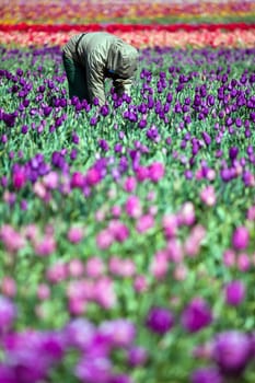 man working in tulip field