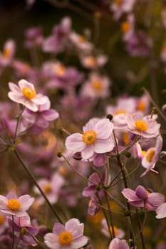 Anemone