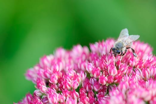 Bee on stonecrop 2