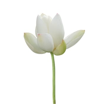 White lotus on white background