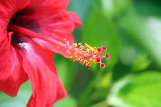 Red Hibiscus