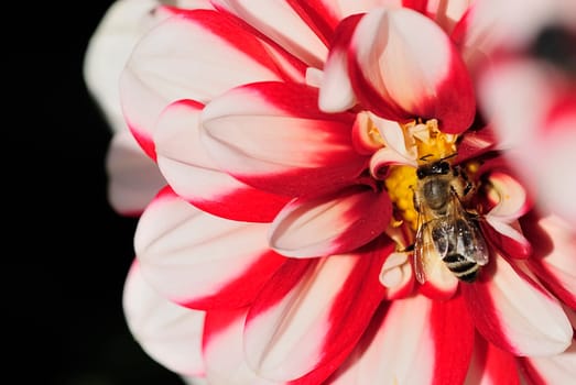 Bee on Dahlia 2