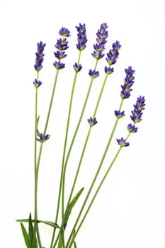 seven detached lavender flowers
