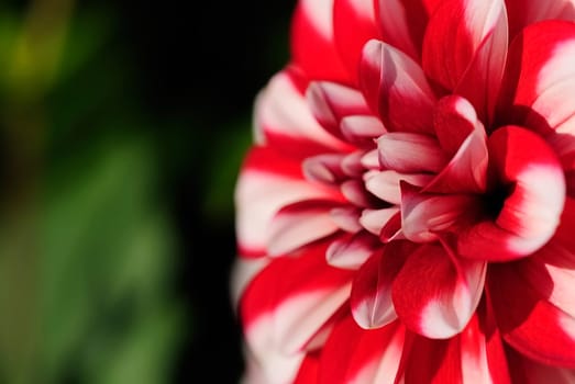 Dahlia 11