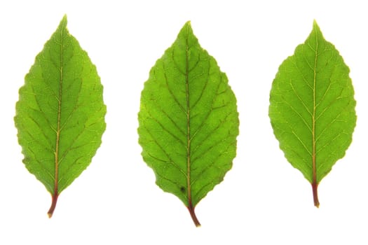 three freed bay leaves