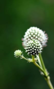 Eryngium yuccifolium (Button snake-root, Rattlesnake Master)