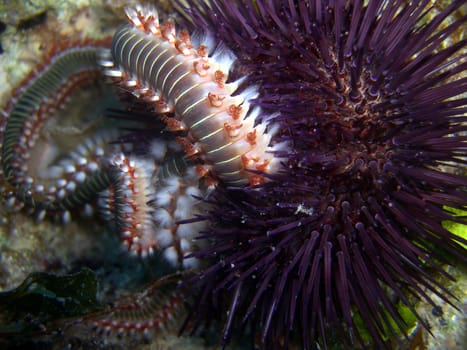 Bart-Feuerborstenwurm (Hermodice carunculata),  Feuerwurm