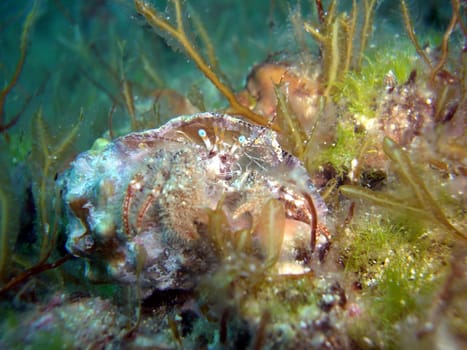 Hermit crab