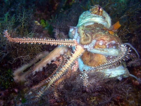 Bart-Feuerborstenwürmer (Hermodice carunculata) attakieren einen Kraken