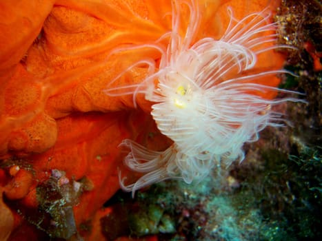 Smooth calcareous tube worm