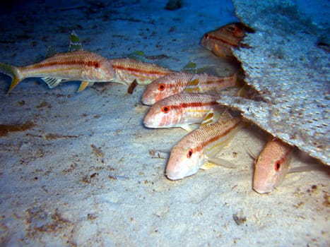 striped mullet under wreckage