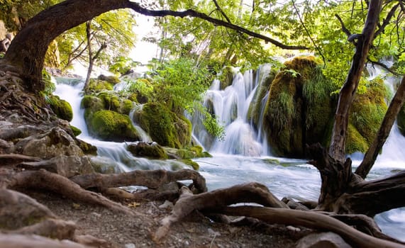 Fairytale Forest