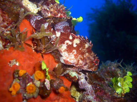 small scorpionfish