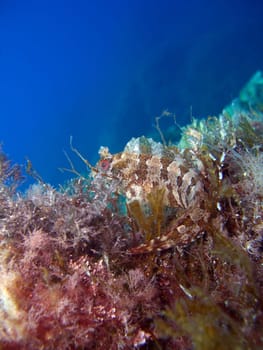 horned slime fish