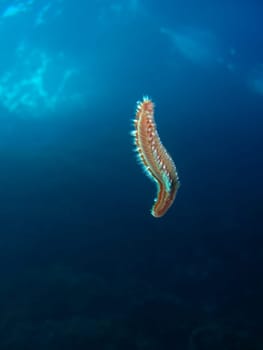 Bart-Feuerborstenwurm (Hermodice carunculata),  Feuerwurm