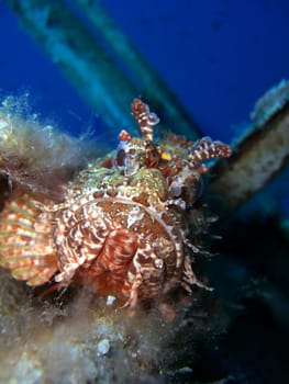 Scorpionfish