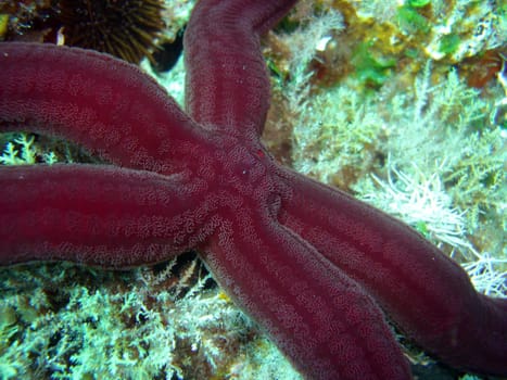 purple starfish