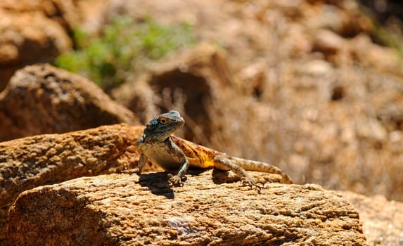 Rock dragon,male