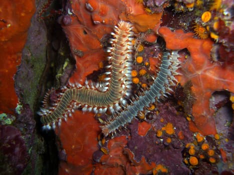 Bart-Feuerborstenwurm (Hermodice carunculata),  Feuerwurm