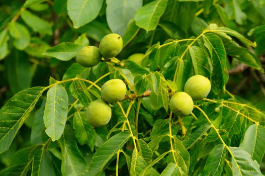 Unripe walnuts hanging from the tree,Juglans regia