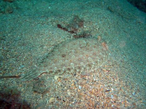Brill Scophthalmus rhombus