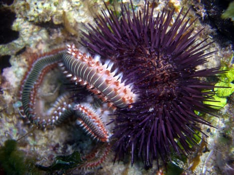 Bart-Feuerborstenwurm (Hermodice carunculata),  Feuerwurm