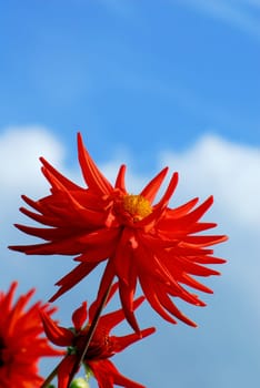 Red Dahlia