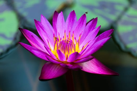 Water Lily 3